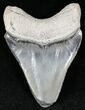 Gray & Black Chatoyant  Bone Valley Megalodon Tooth #22217-1